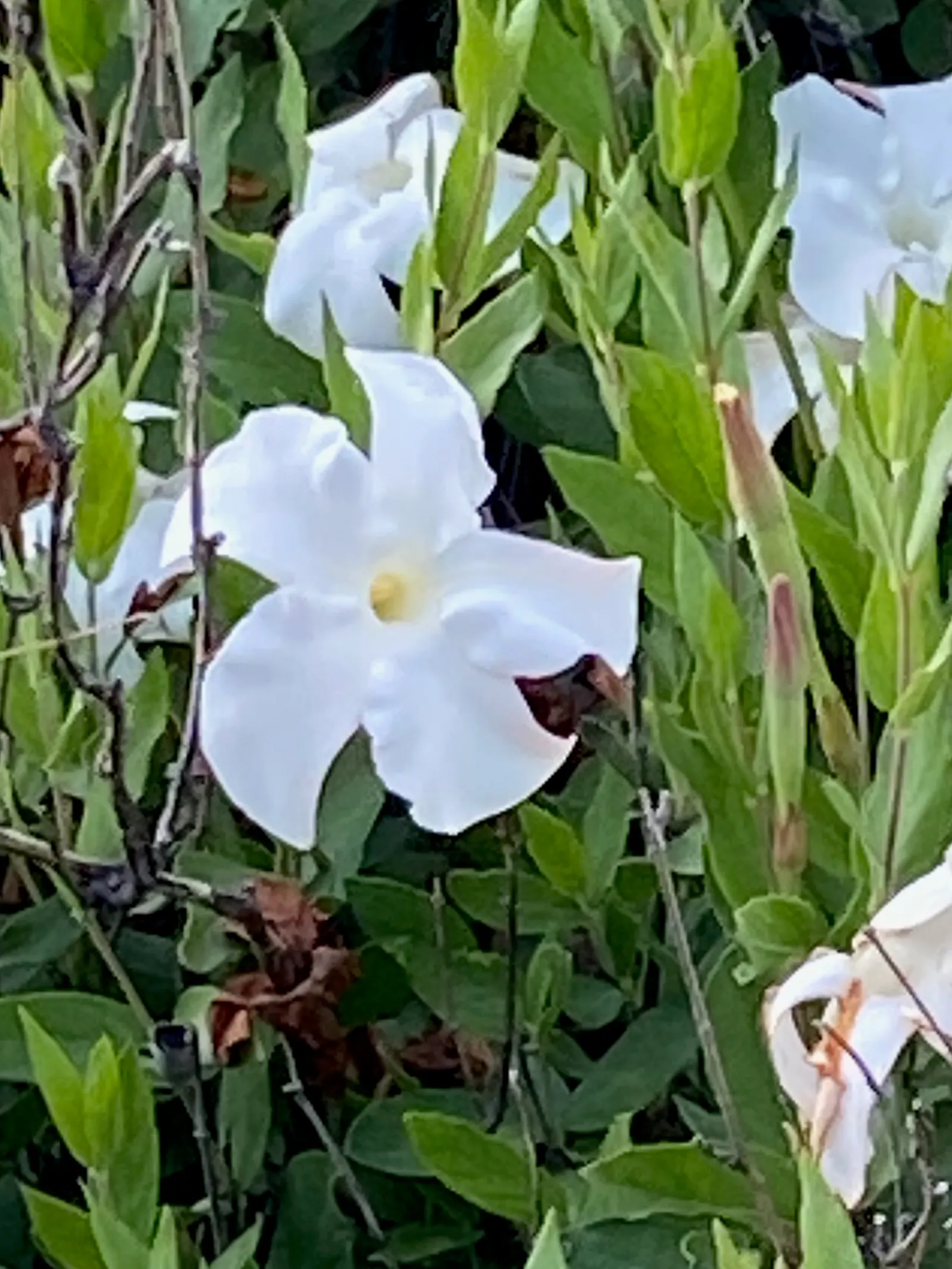 Mandevilla (Mandevilla Hybrids) — but be watchful to avoid waterlogged conditions; trumpet-shaped flowers which can unfurl to a width of 2-4 inches