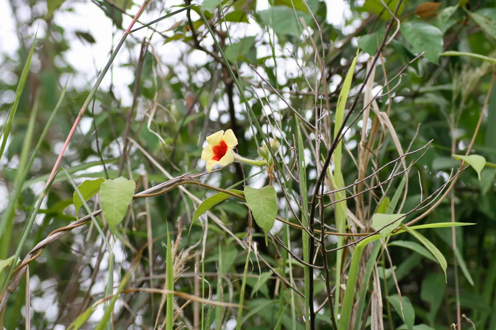 Mandevilla (Mandevilla Hybrids) — one may treat the Mandevilla as an annual or overwinter it indoors to protect from freezing temperatures; it's, image 99
