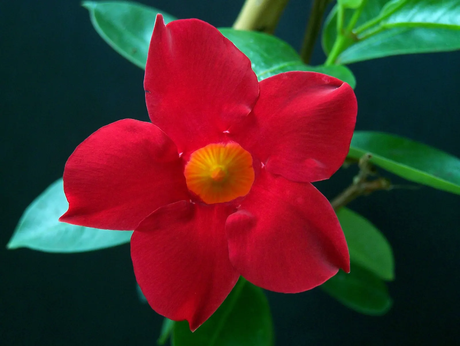 Mandevilla (Mandevilla Hybrids) — Full sun to partial shade is preferred; the Mandevilla requires well-draining soil and consistent moisture, image 96
