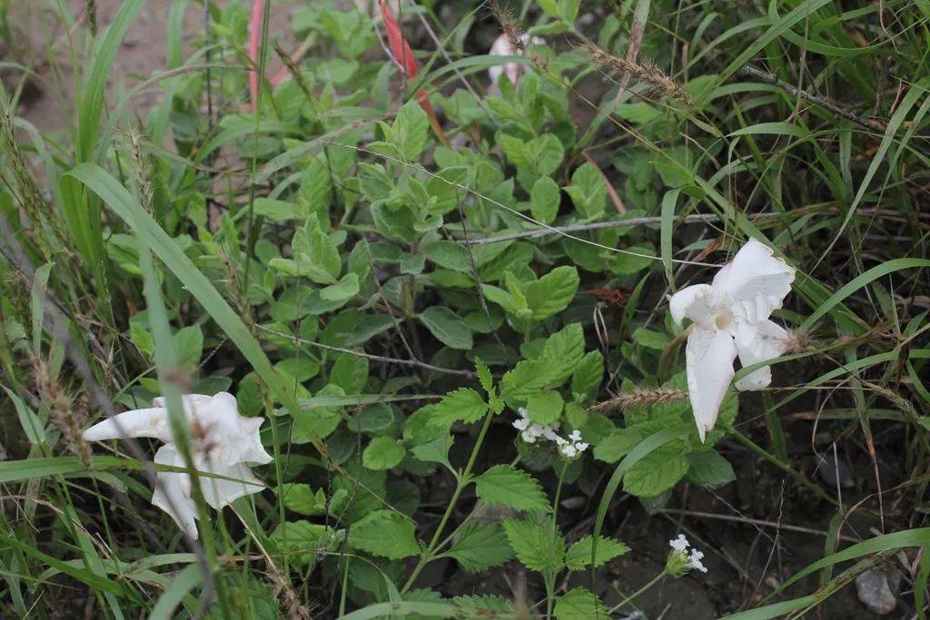 Mandevilla (Mandevilla Hybrids) — Adorning the landscape with a tropical flair, this perennial vine thrives in U.S; widely appreciated for their trumpet-shaped