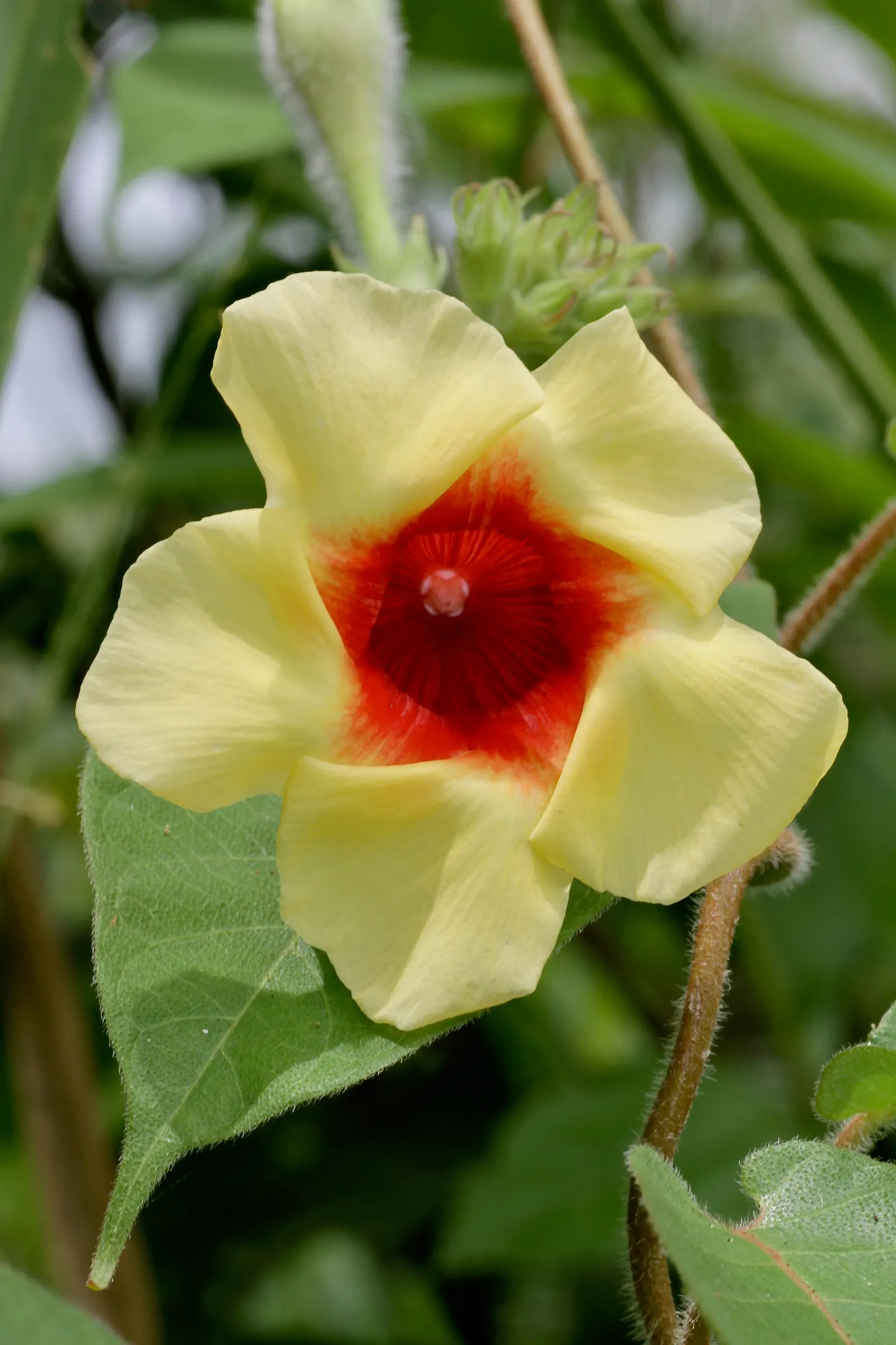 Mandevilla (Mandevilla Hybrids) — Its versatility and show-stopping blooms make it a splendid choice for your client's landscape