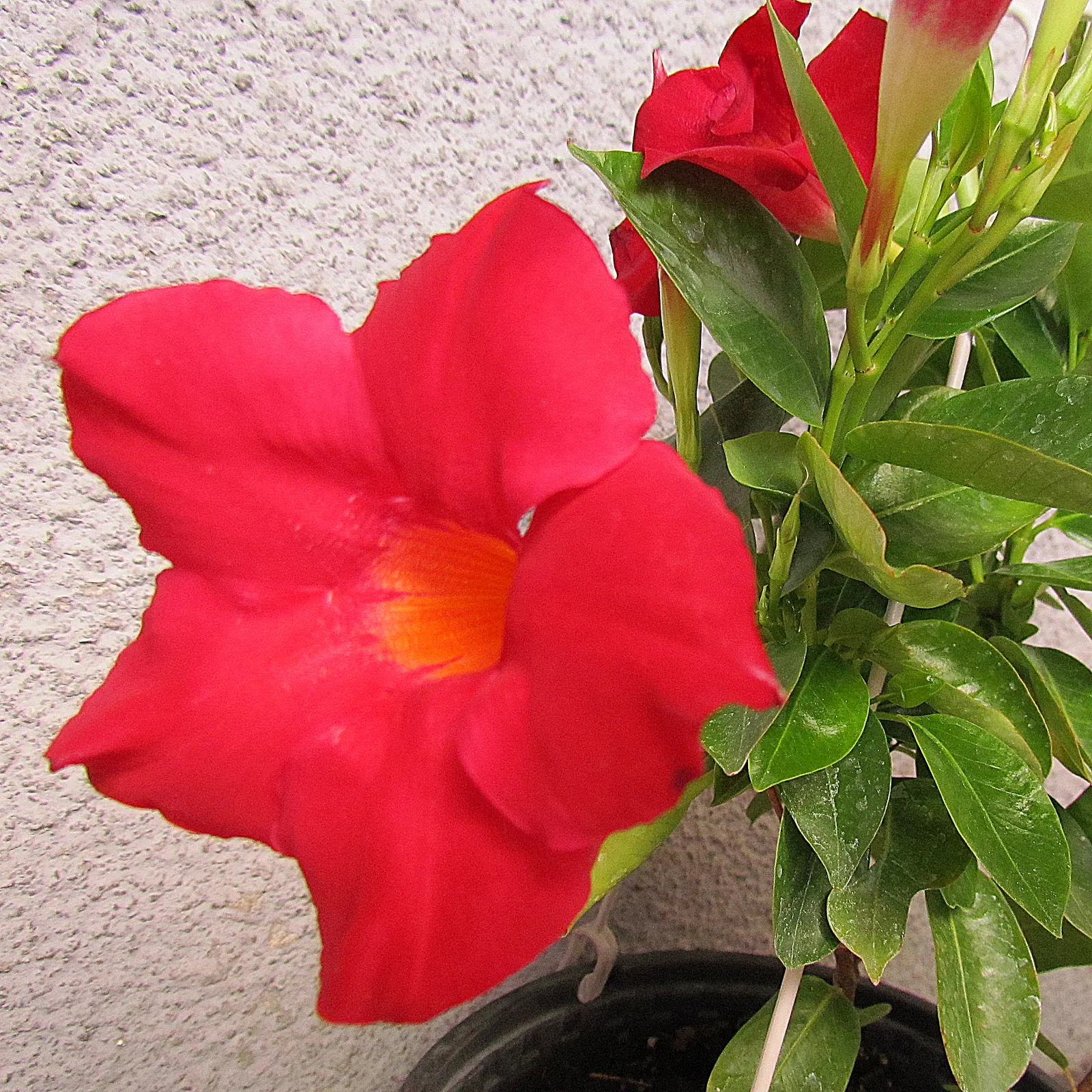 Mandevilla (Mandevilla Hybrids) — Though primarily a warm-season plant; such as a trellis or arbor, image 88