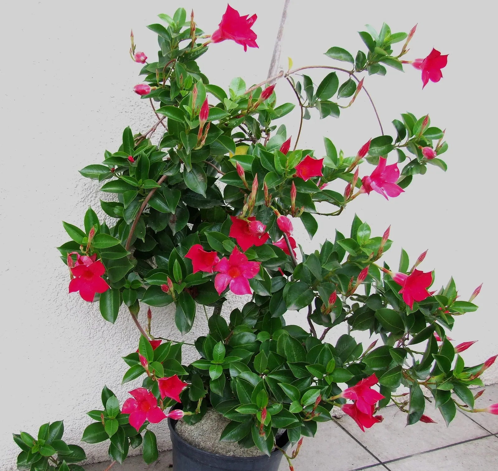 Mandevilla (Mandevilla Hybrids) — present a climbing perennial vine suitable for trellises and arches; the Mandevilla garners admiration for its glossy