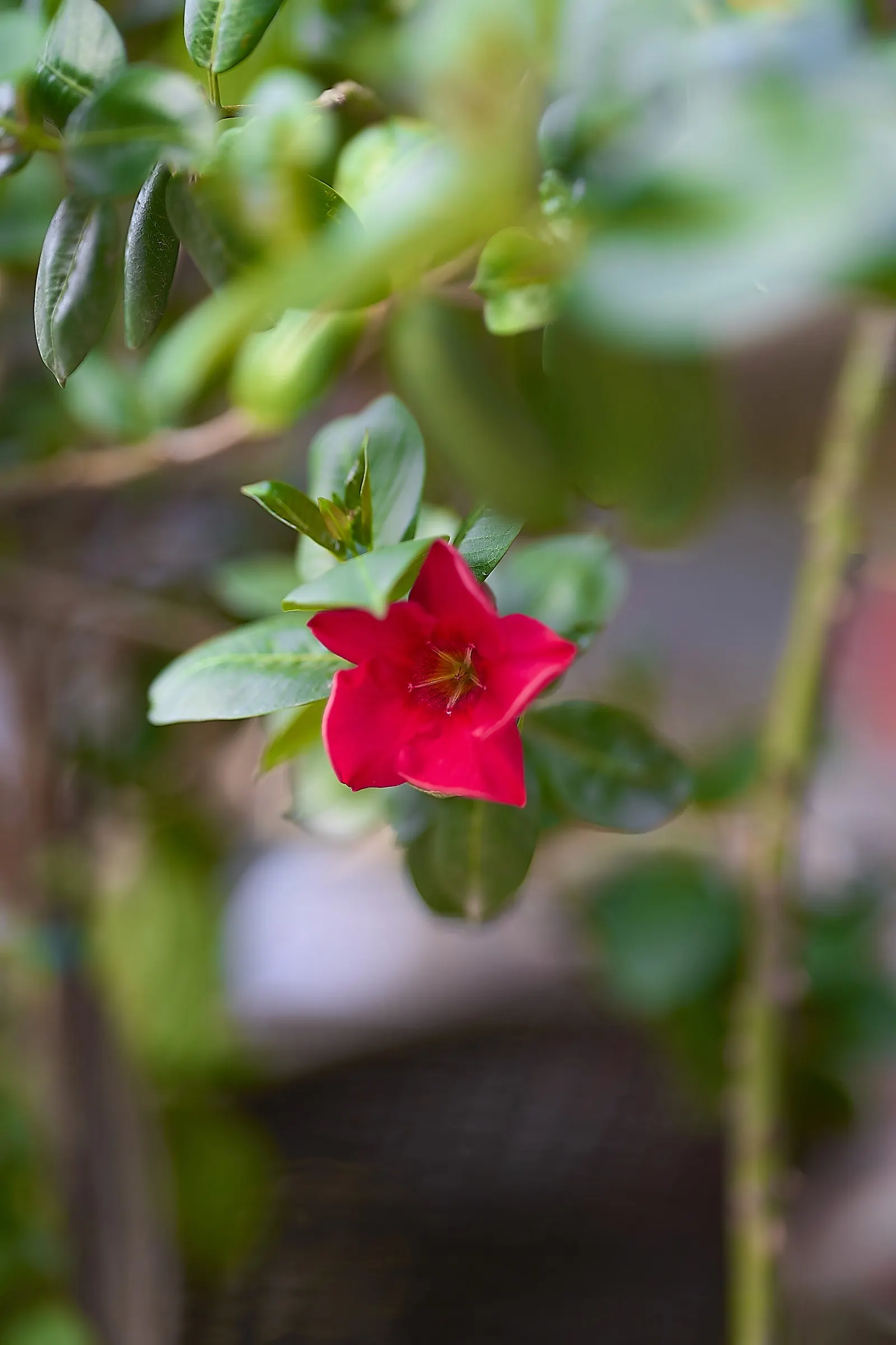 Mandevilla (Mandevilla Hybrids) — the Mandevilla requires well-draining soil and consistent moisture; vine for full or half