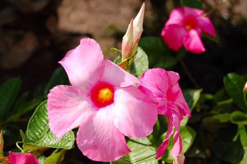 Mandevilla (Mandevilla Hybrids) — vine for full or half; exotic touch to their garden aesthetic