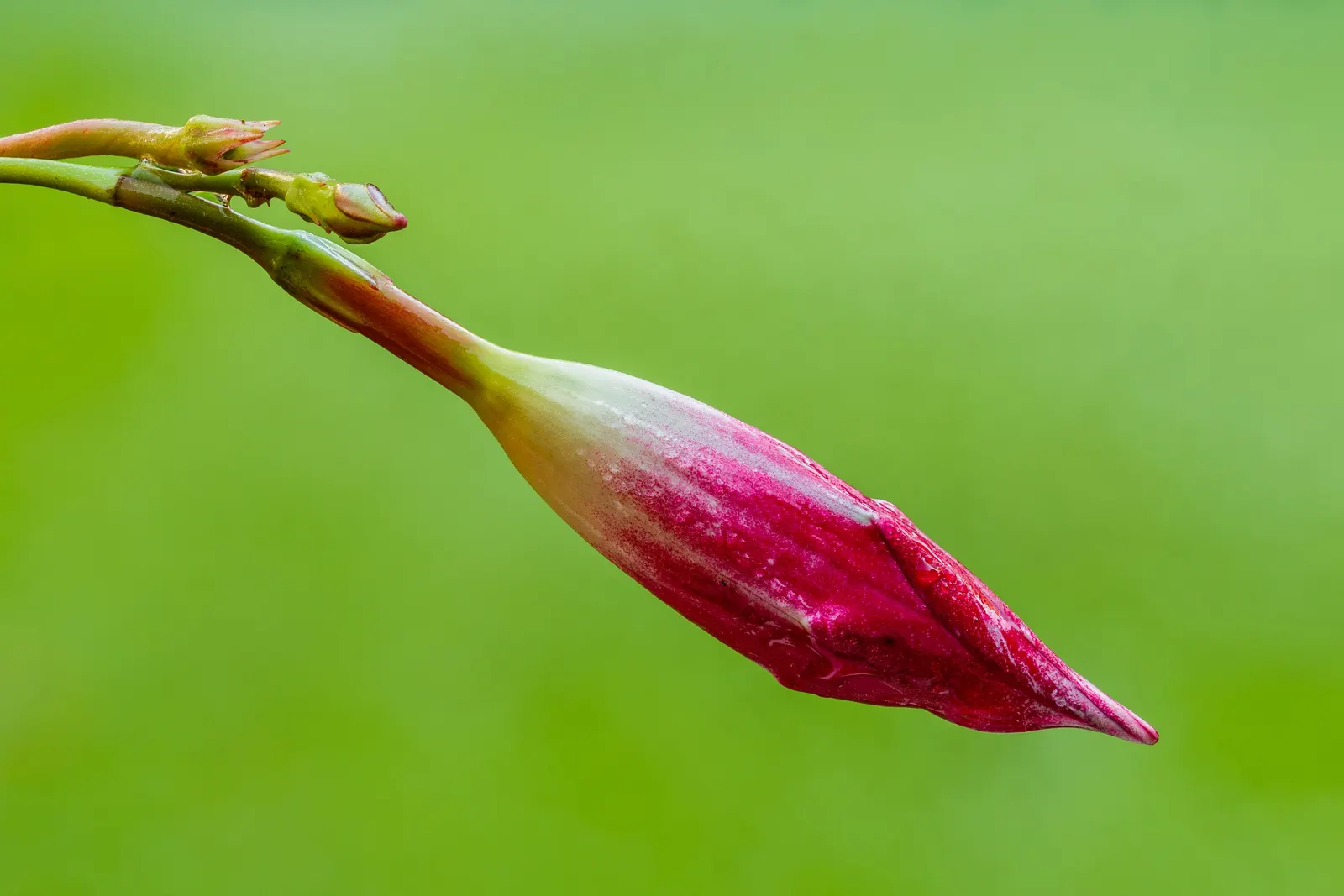 Mandevilla (Mandevilla Hybrids) — as mature vines can extend upwards of 10-20 feet; in colder regions, they are popular as annuals or container, image 94