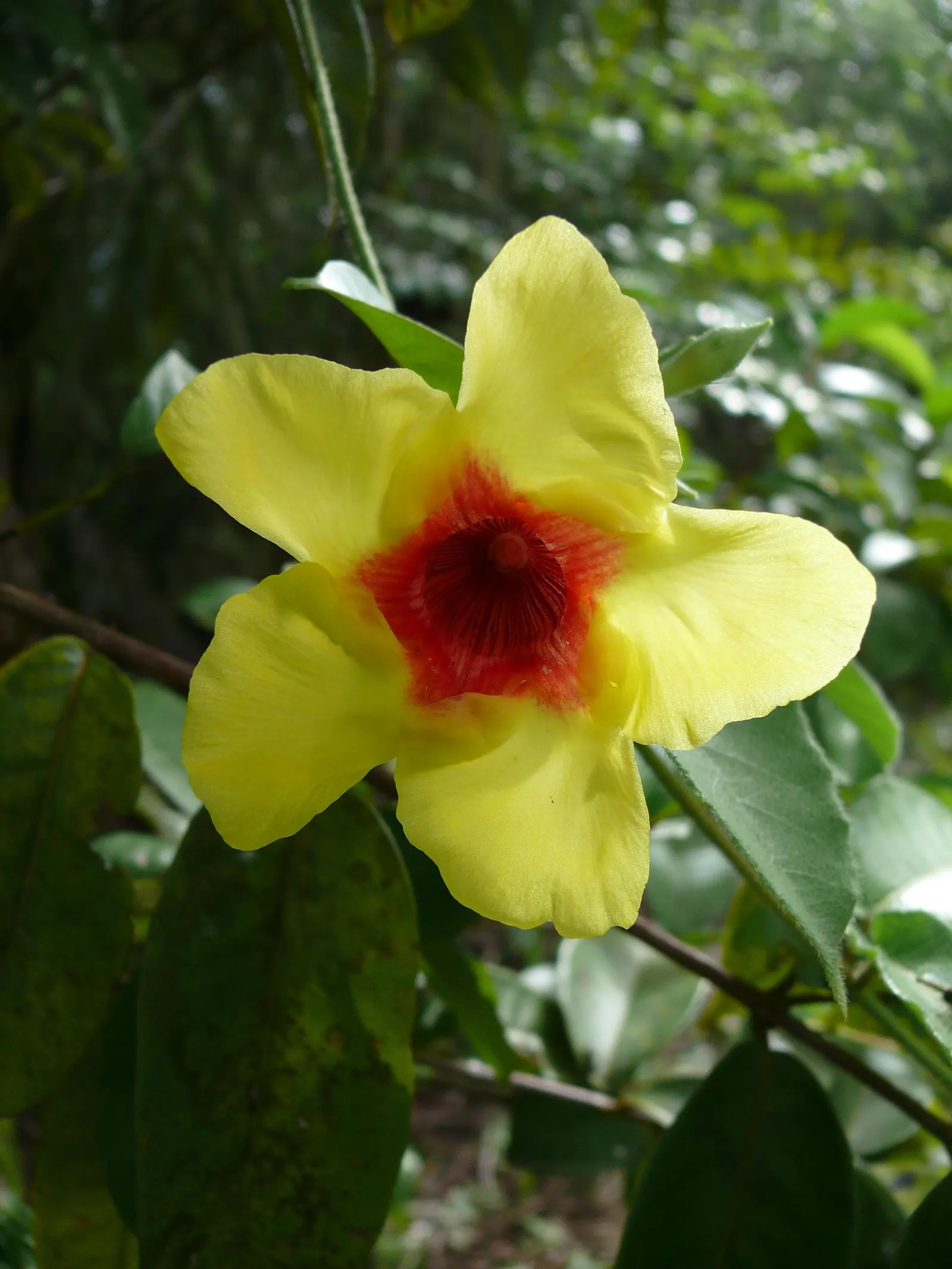 Mandevilla (Mandevilla Hybrids) — adding lush greenery to any garden space.<br><br>When integrating Mandevilla into a landscape design