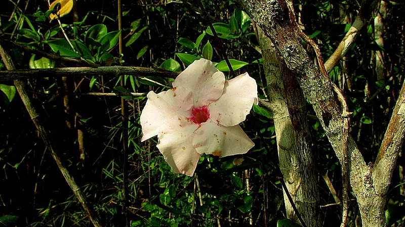 Mandevilla (Mandevilla Hybrids) — widely appreciated for their trumpet-shaped blooms