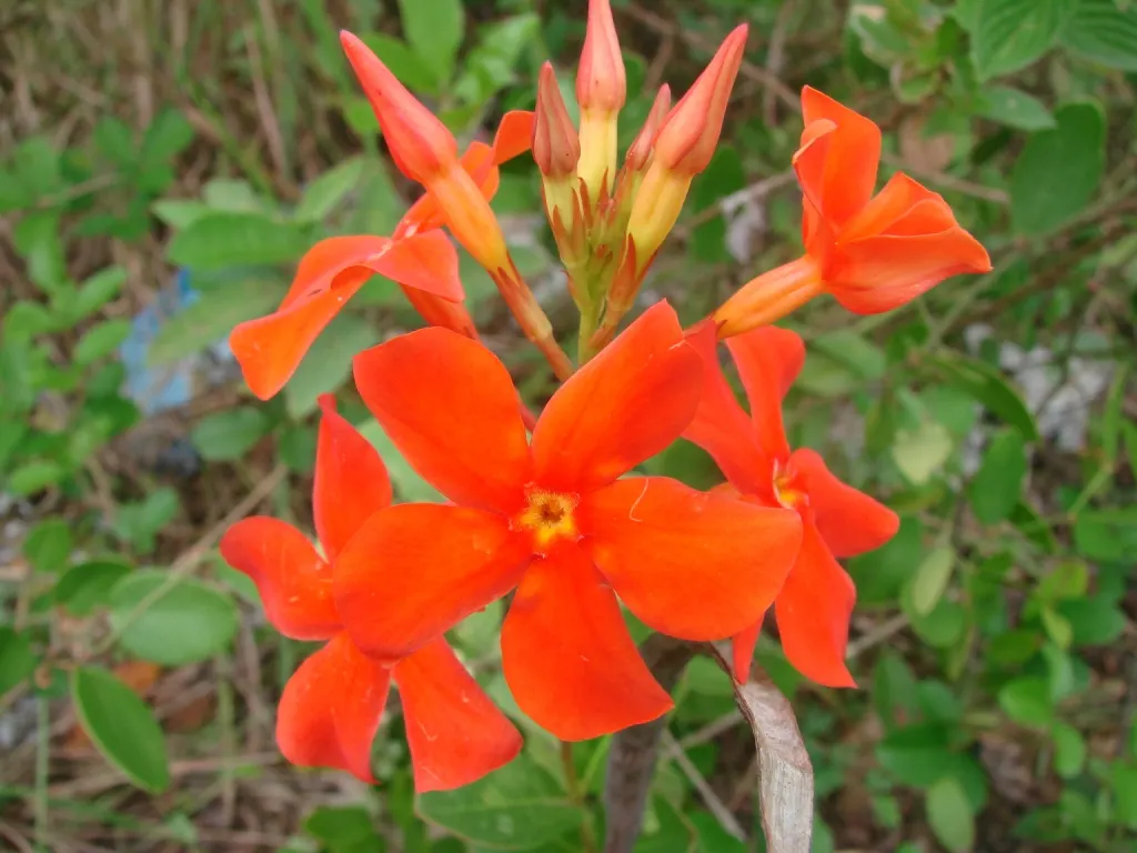 Mandevilla (Mandevilla Hybrids) — Its versatility and show-stopping blooms make it a splendid choice for your client's landscape; one may treat the Mandevilla