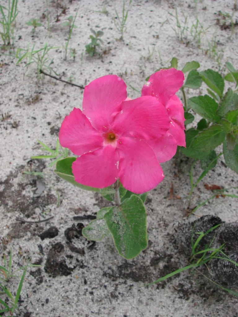 Mandevilla (Mandevilla Hybrids) — widely appreciated for their trumpet-shaped blooms; they thrive in full to partial sun, requiring well-drained, image 105