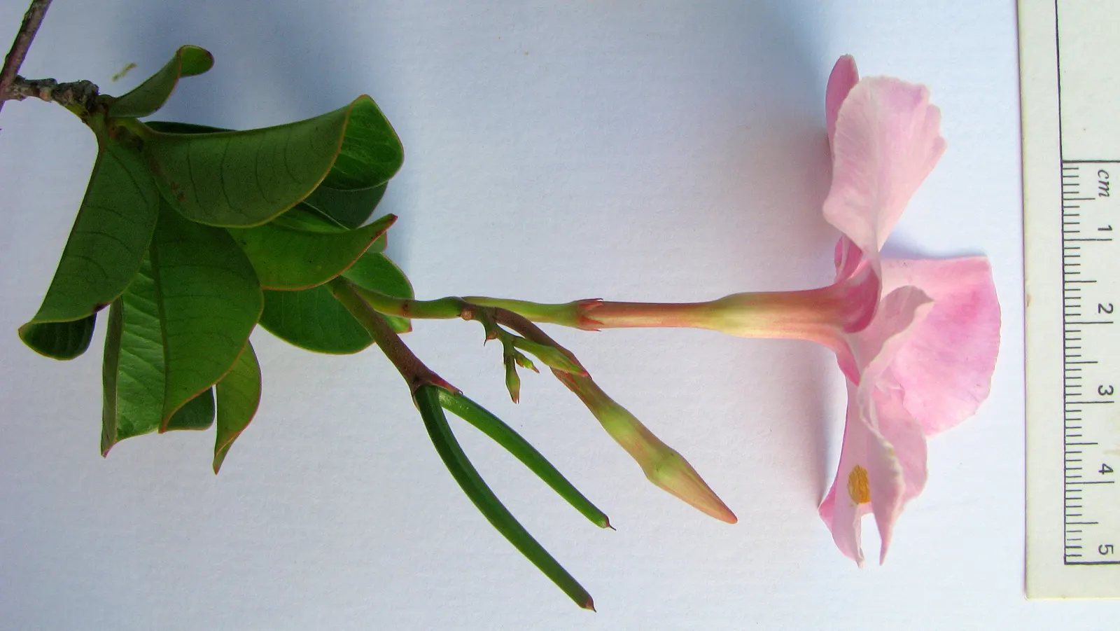 Mandevilla (Mandevilla Hybrids) — one may treat the Mandevilla as an annual or overwinter it indoors to protect from freezing temperatures; it's, image 73