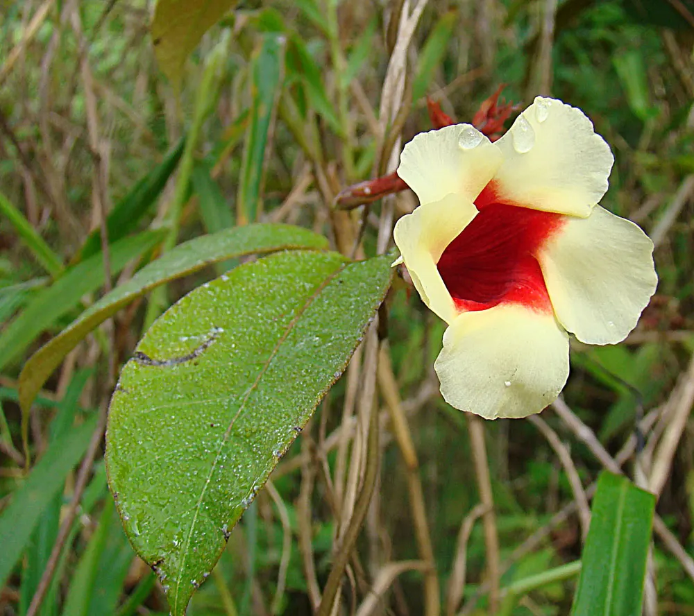 Mandevilla (Mandevilla Hybrids) — vine with pink blooms; as mature vines can extend upwards of 10-20 feet, image 103