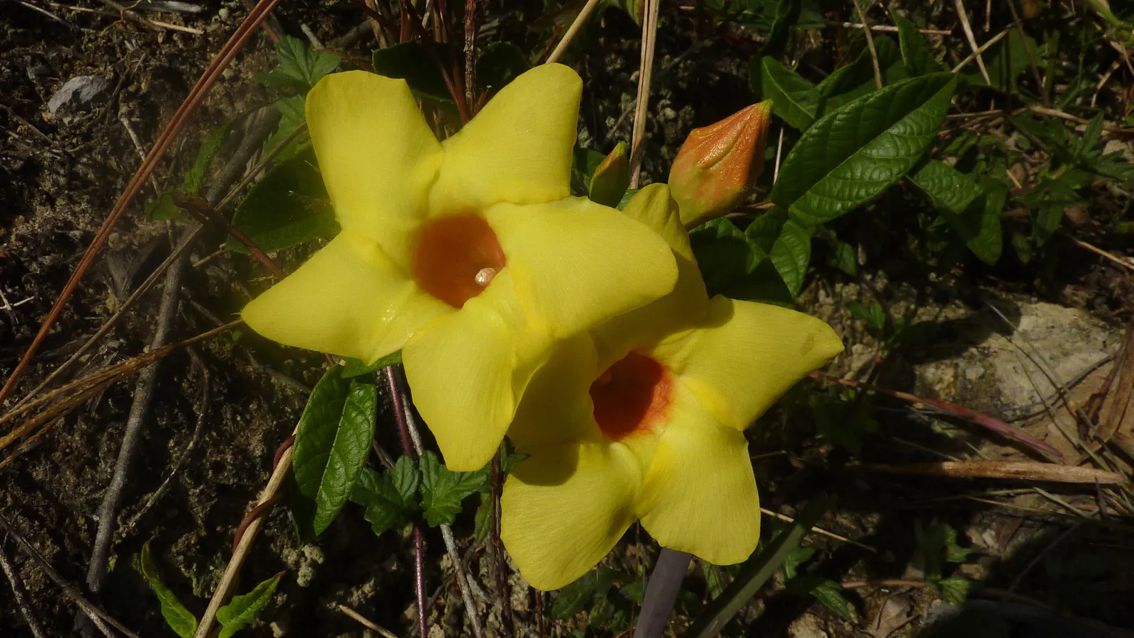Mandevilla (Mandevilla Hybrids) — trumpet-shaped flowers which can unfurl to a width of 2-4 inches; but be watchful to avoid waterlogged conditions, image 85