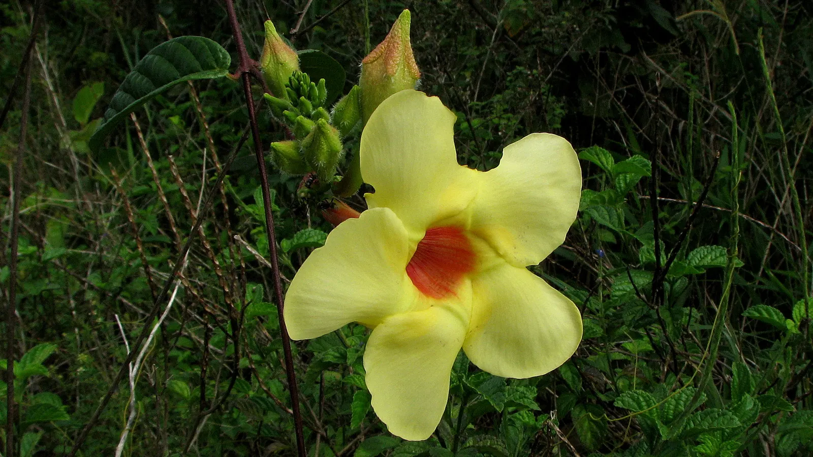 Mandevilla (Mandevilla Hybrids) — This growth habit makes them ideal for vertical accents or as a privacy screen; lance-shaped leaves that can measure between