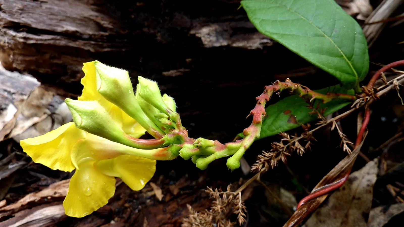 Mandevilla (Mandevilla Hybrids) — but be watchful to avoid waterlogged conditions