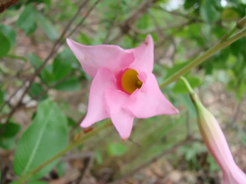Mandevilla (Mandevilla Hybrids) — lance-shaped leaves that can measure between 3 to 8 inches long; with vibrant flowers ranging from pink to red, they grow up
