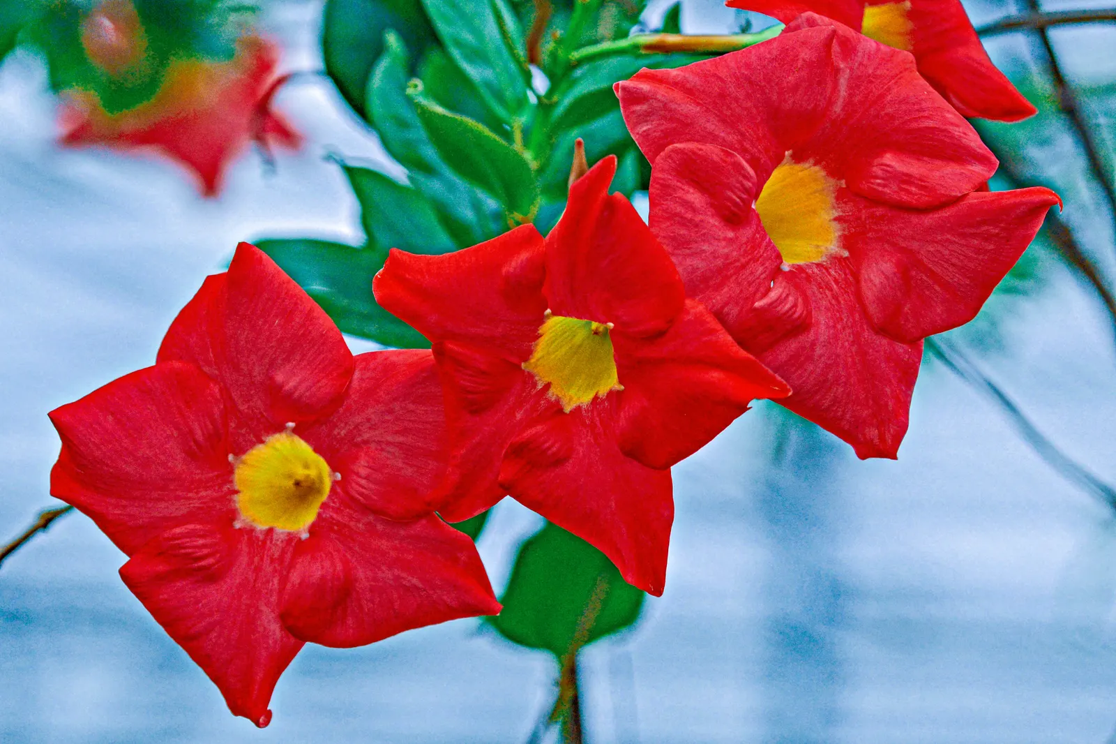 Mandevilla (Mandevilla Hybrids) — lance-shaped leaves that can measure between 3 to 8 inches long; with vibrant flowers ranging from pink to red, image 90