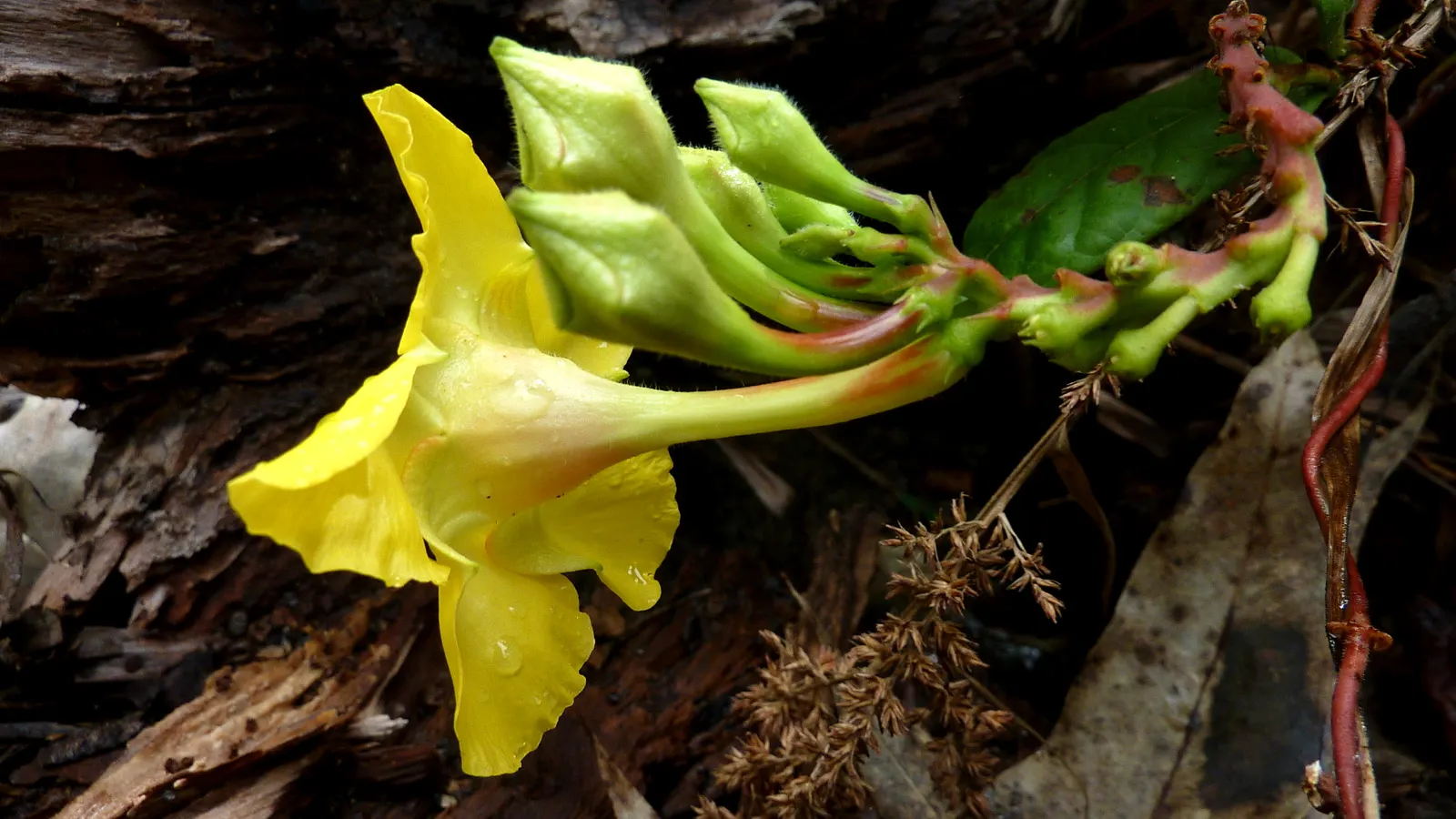 Mandevilla (Mandevilla Hybrids) — trumpet-shaped flowers which can unfurl to a width of 2-4 inches; but be watchful to avoid waterlogged conditions