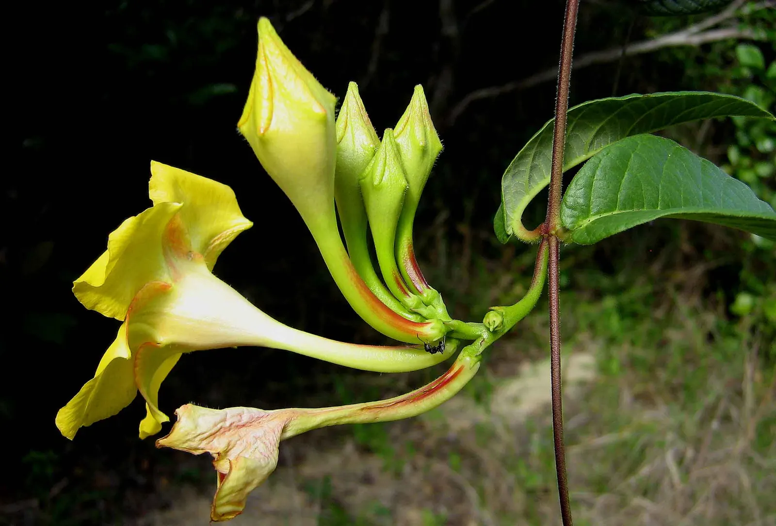 Mandevilla (Mandevilla Hybrids) — present a climbing perennial vine suitable for trellises and arches; the Mandevilla garners admiration for its, image 80