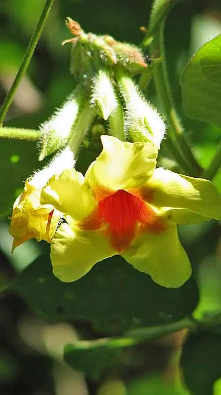 Mandevilla (Mandevilla Hybrids) — In colder regions, they are popular as annuals or container plants, and they need protection from frost