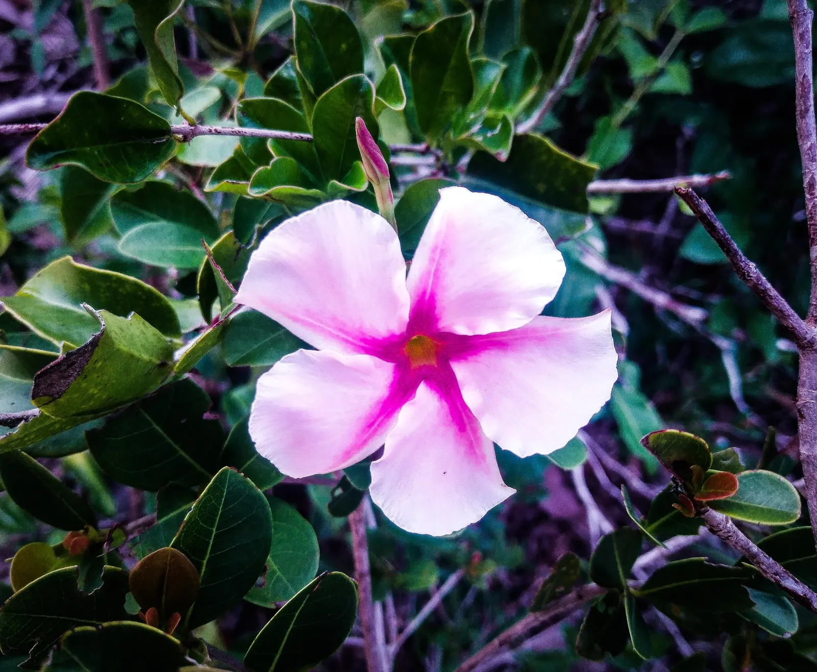 Mandevilla (Mandevilla Hybrids) — but be watchful to avoid waterlogged conditions; trumpet-shaped flowers which can unfurl to a width of 2-4 inches, image 98