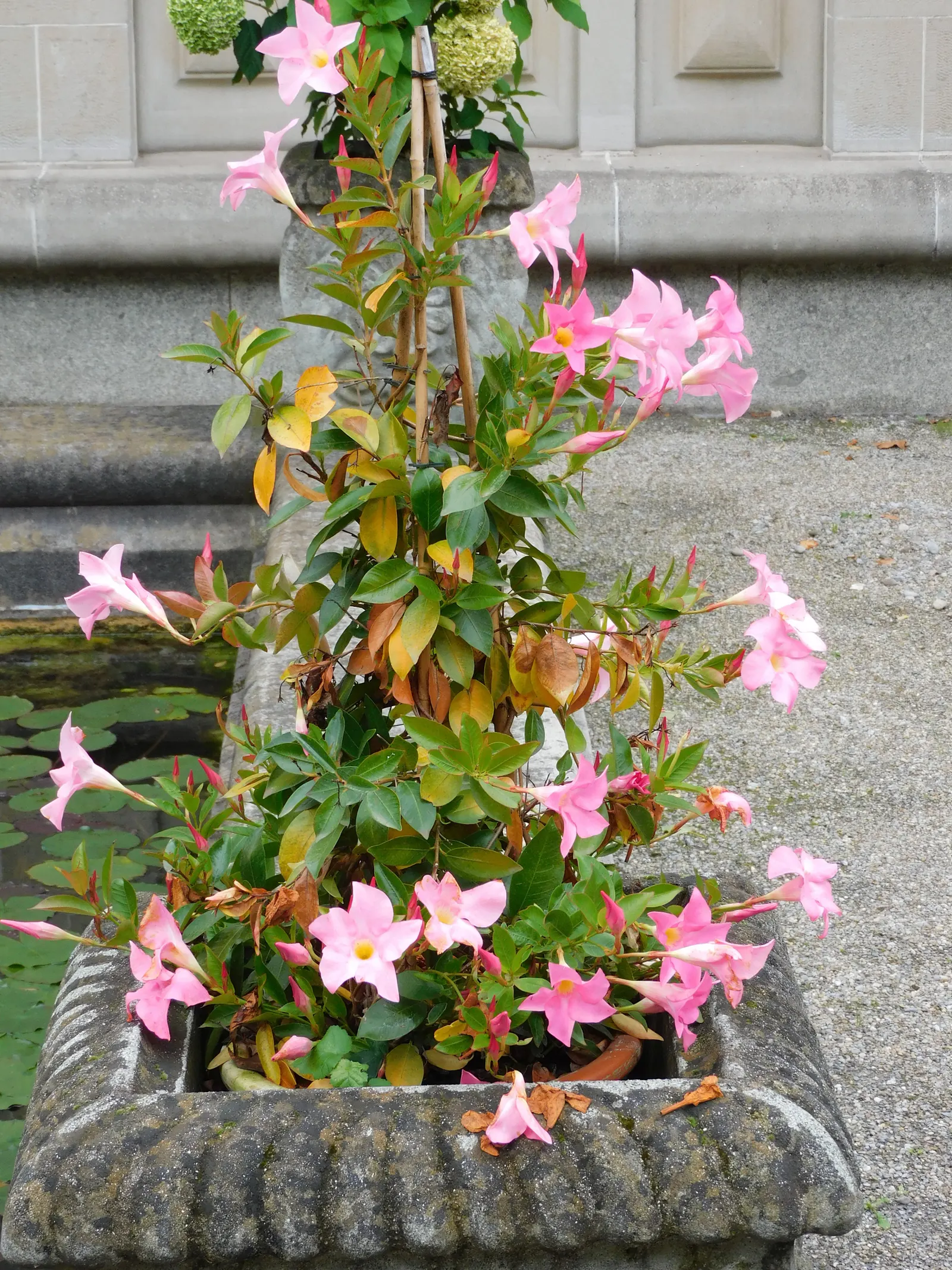 Mandevilla (Mandevilla Hybrids) — With vibrant flowers ranging from pink to red, they grow up to 10 feet in height and spread about 2 feet wide; full sun to
