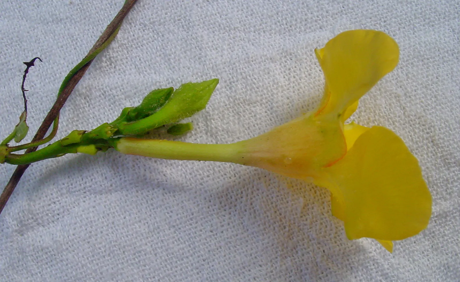 Mandevilla (Mandevilla Hybrids) — Adorning the landscape with a tropical flair, this perennial vine thrives in U.S; widely appreciated for their, image 86