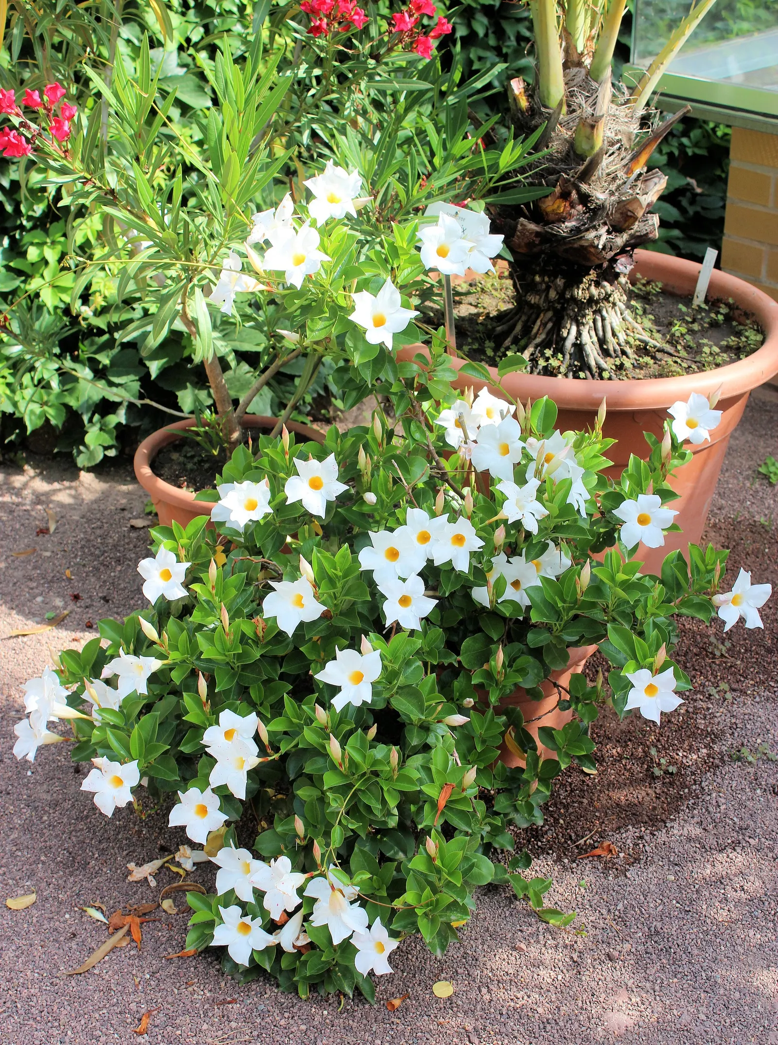 Mandevilla (Mandevilla Hybrids) — trumpet-shaped flowers which can unfurl to a width of 2-4 inches; but be watchful to avoid waterlogged conditions, image 59
