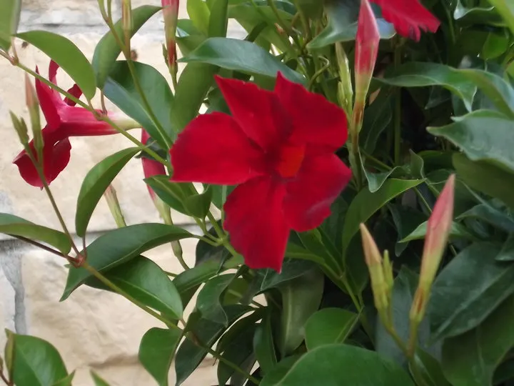 Mandevilla (Mandevilla Hybrids) — is a captivating climbing plant renowned for its impressive; adding lush greenery to any garden space.<br><br>When, image 110