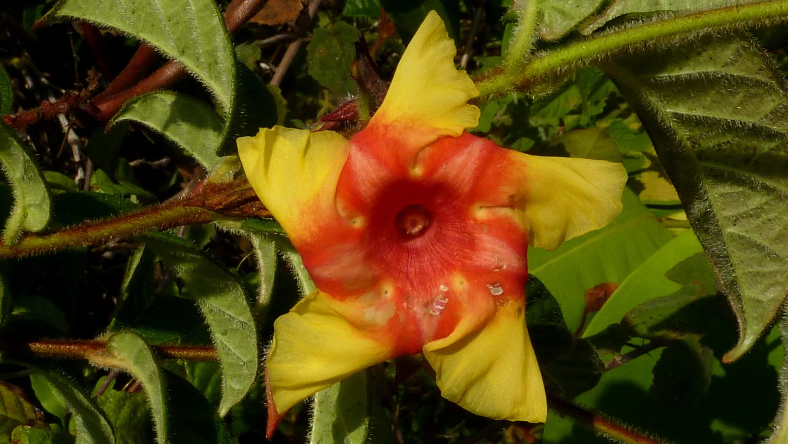 Mandevilla (Mandevilla Hybrids) — it's essential to provide a sturdy support structure; this growth habit makes them ideal for vertical accents or, image 66