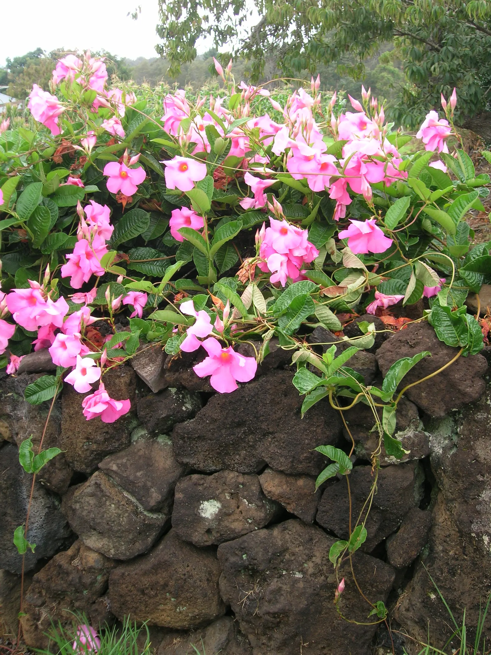 Mandevilla (Mandevilla Hybrids) — as mature vines can extend upwards of 10-20 feet