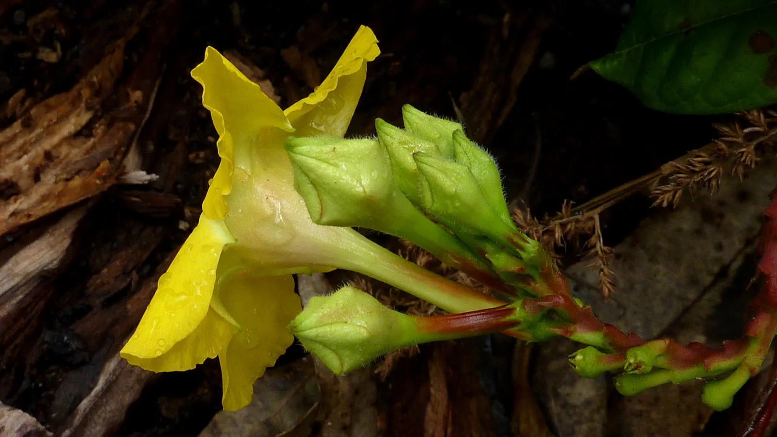 Mandevilla (Mandevilla Hybrids) — the Mandevilla garners admiration for its glossy