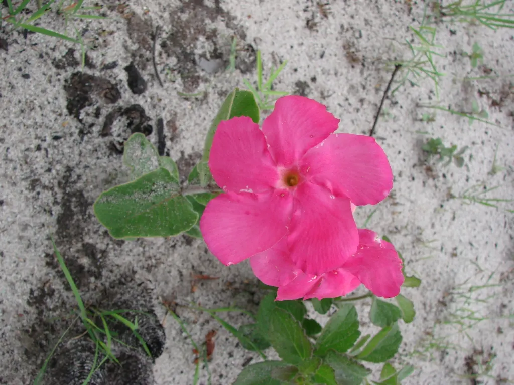 Mandevilla (Mandevilla Hybrids) — is a captivating climbing plant renowned for its impressive; adding lush greenery to any garden space.<br><br>When