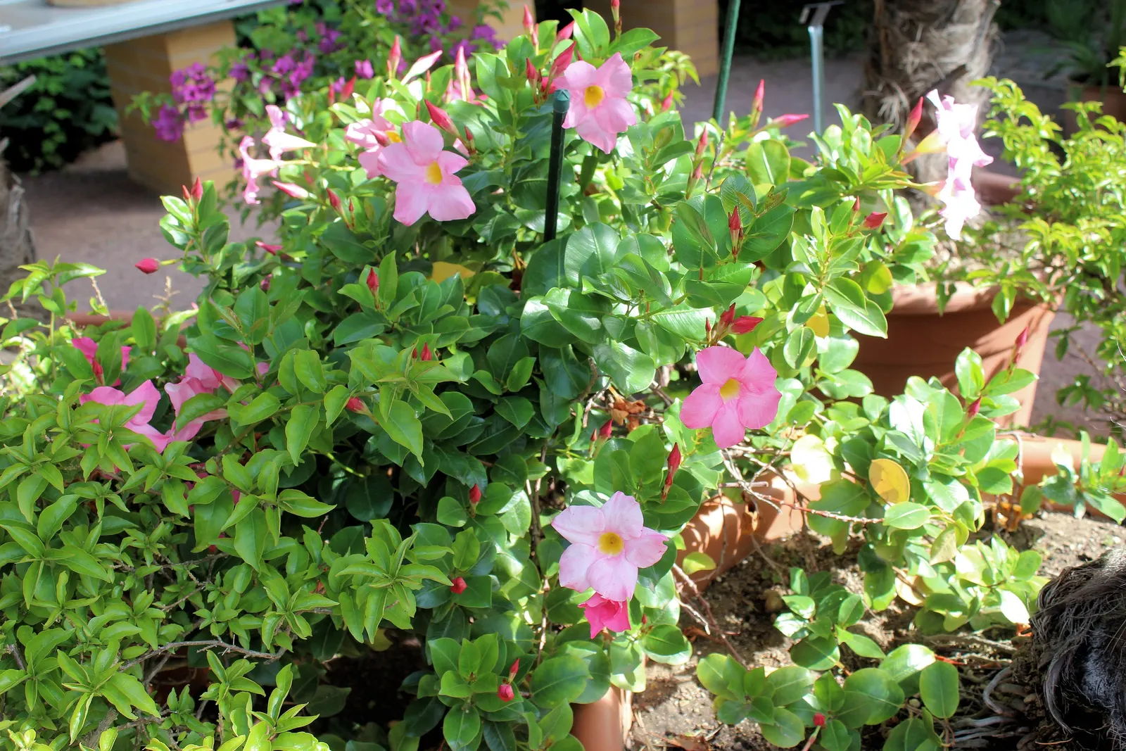 Mandevilla (Mandevilla Hybrids) — vine with pink blooms; as mature vines can extend upwards of 10-20 feet, image 77