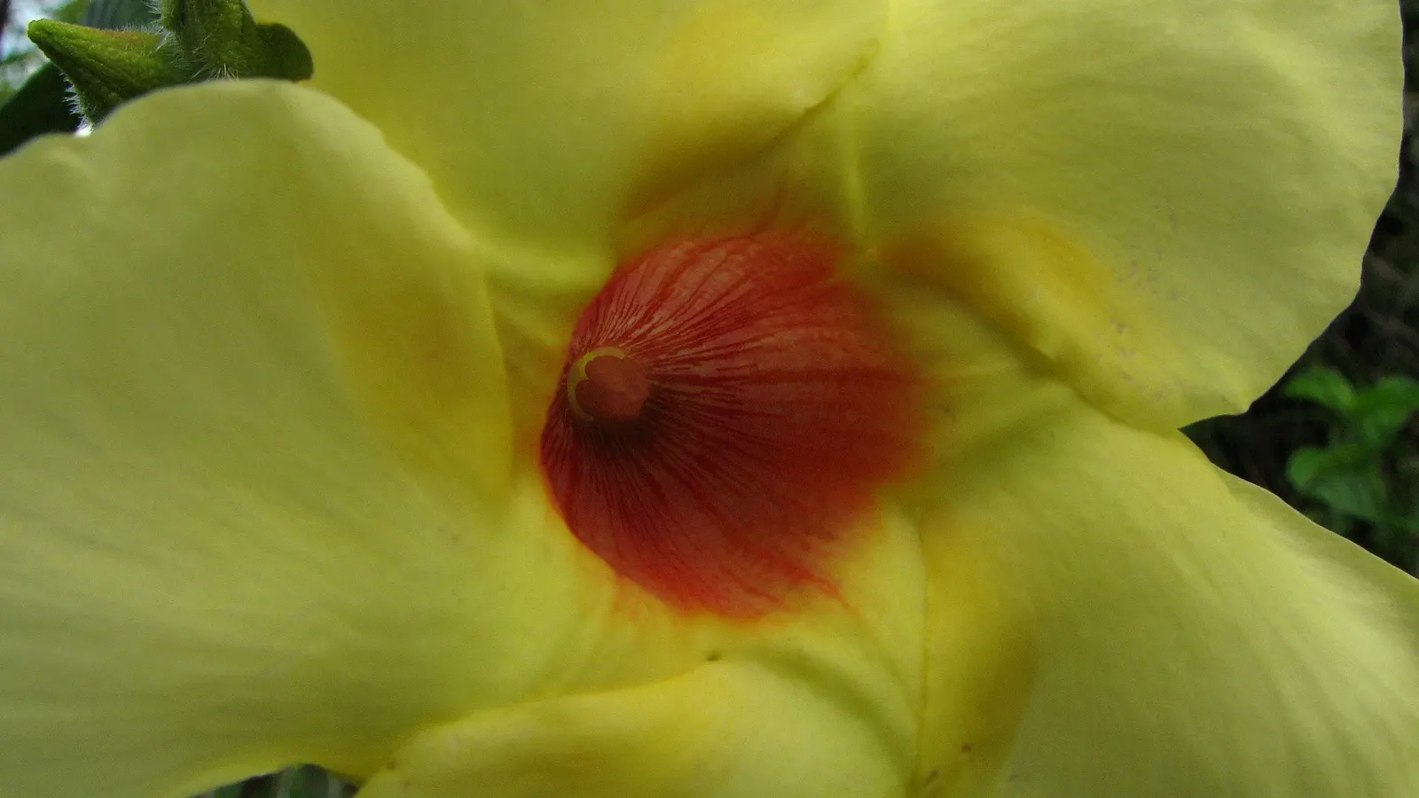 Mandevilla (Mandevilla Hybrids) — With vibrant flowers ranging from pink to red, they grow up to 10 feet in height and spread about 2 feet wide, image 107
