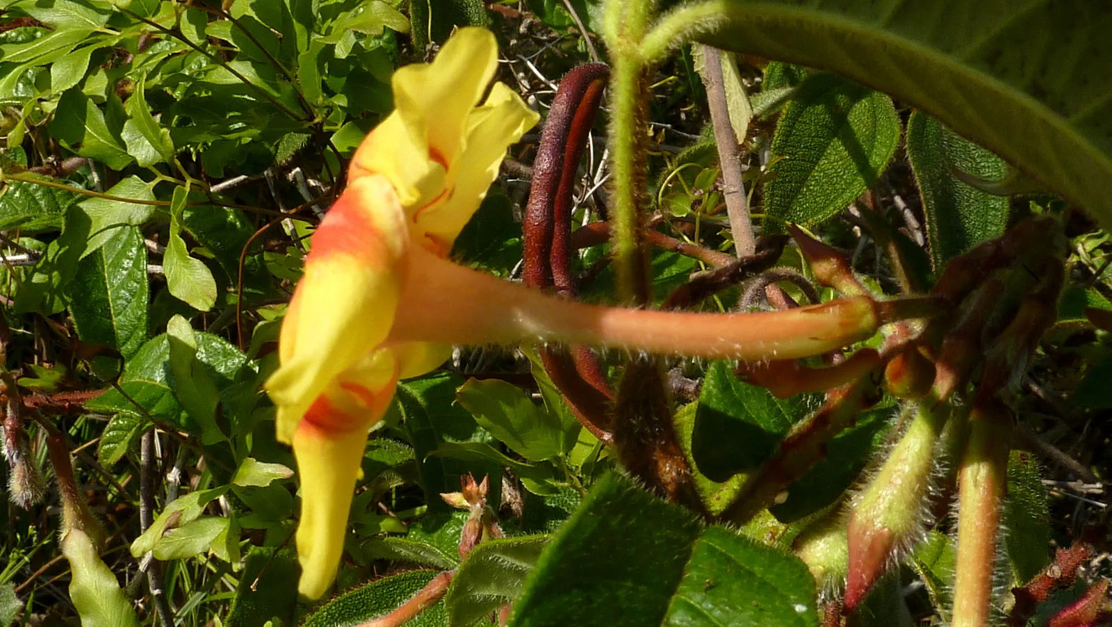 Mandevilla (Mandevilla Hybrids) — They thrive in full to partial sun, requiring well-drained soil; vine with pink blooms, image 82