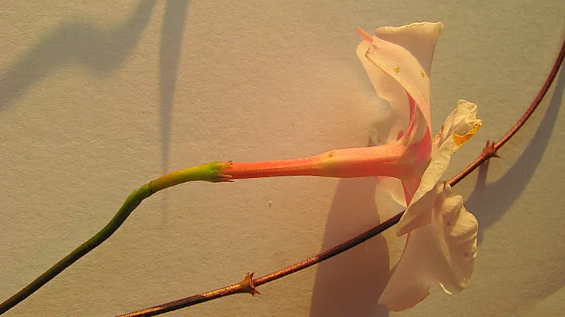 Mandevilla (Mandevilla Hybrids) — widely appreciated for their trumpet-shaped blooms; they thrive in full to partial sun, requiring well-drained soil