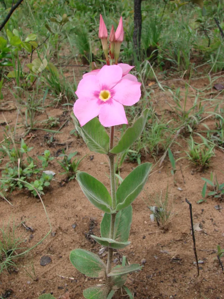 Mandevilla (Mandevilla Hybrids) — pink flowers in the garden
