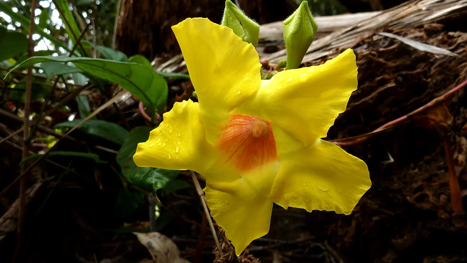 Mandevilla (Mandevilla Hybrids) — pink flowers in the garden; department of Agriculture plant hardiness zones 9 through 11