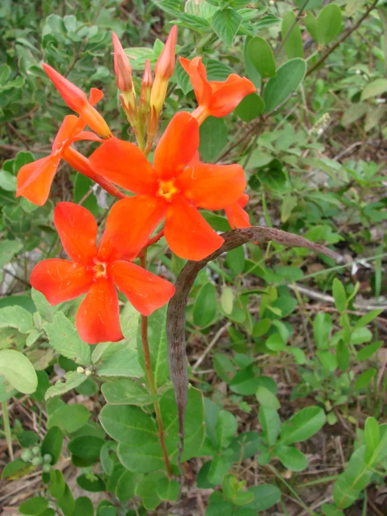 Mandevilla (Mandevilla Hybrids) — as mature vines can extend upwards of 10-20 feet; in colder regions, they are popular as annuals or container, image 68