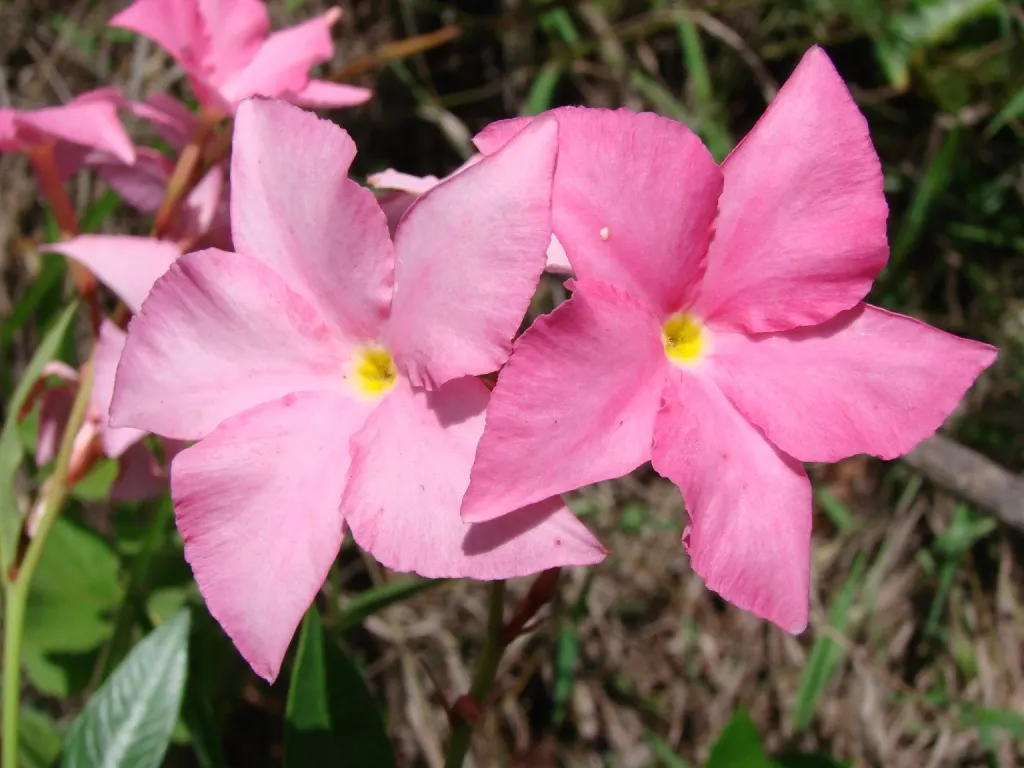 Mandevilla (Mandevilla Hybrids) — vine with pink blooms; as mature vines can extend upwards of 10-20 feet