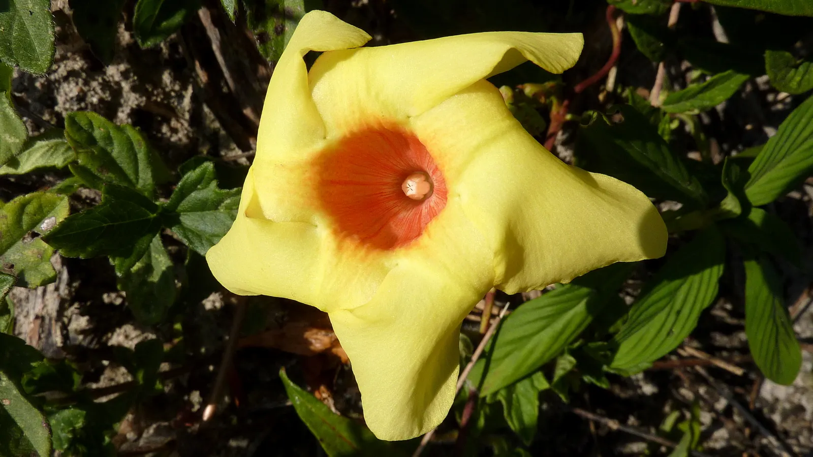 Mandevilla (Mandevilla Hybrids) — adding lush greenery to any garden space.<br><br>When integrating Mandevilla into a landscape design; though, image 65