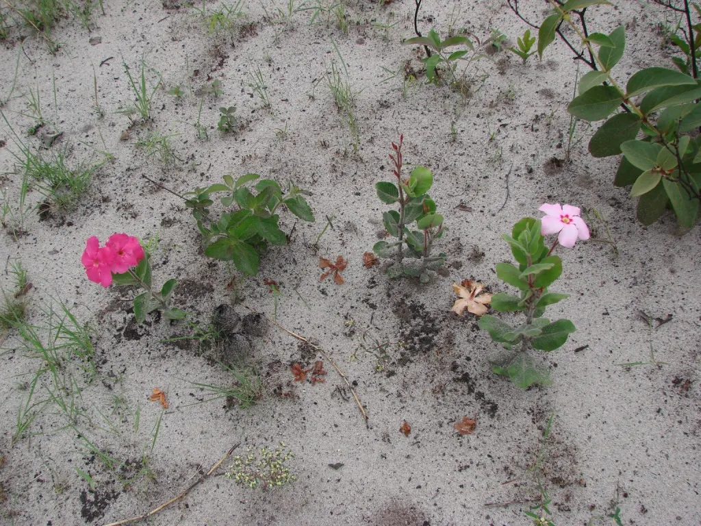 Mandevilla (Mandevilla Hybrids) — lance-shaped leaves that can measure between 3 to 8 inches long