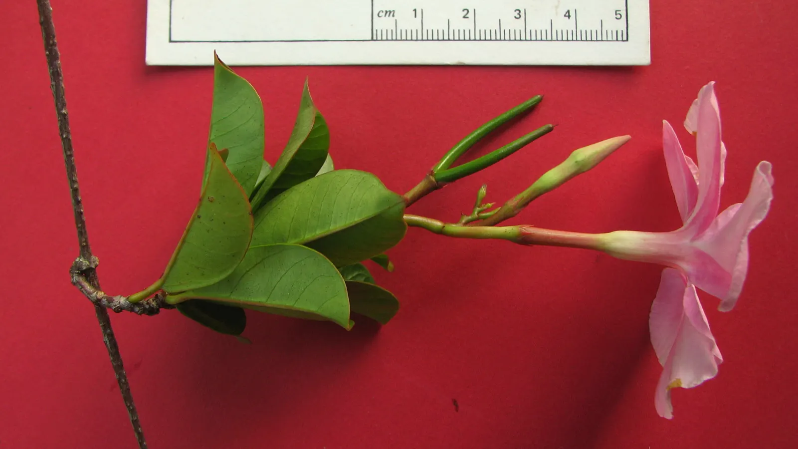 Mandevilla (Mandevilla Hybrids) — In colder regions, they are popular as annuals or container plants, and they need protection from frost; is a, image 57