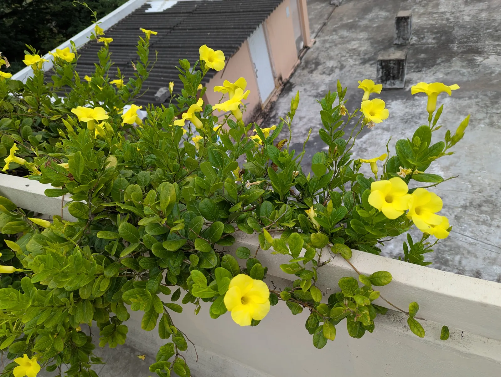 Mandevilla (Mandevilla Hybrids) — This growth habit makes them ideal for vertical accents or as a privacy screen