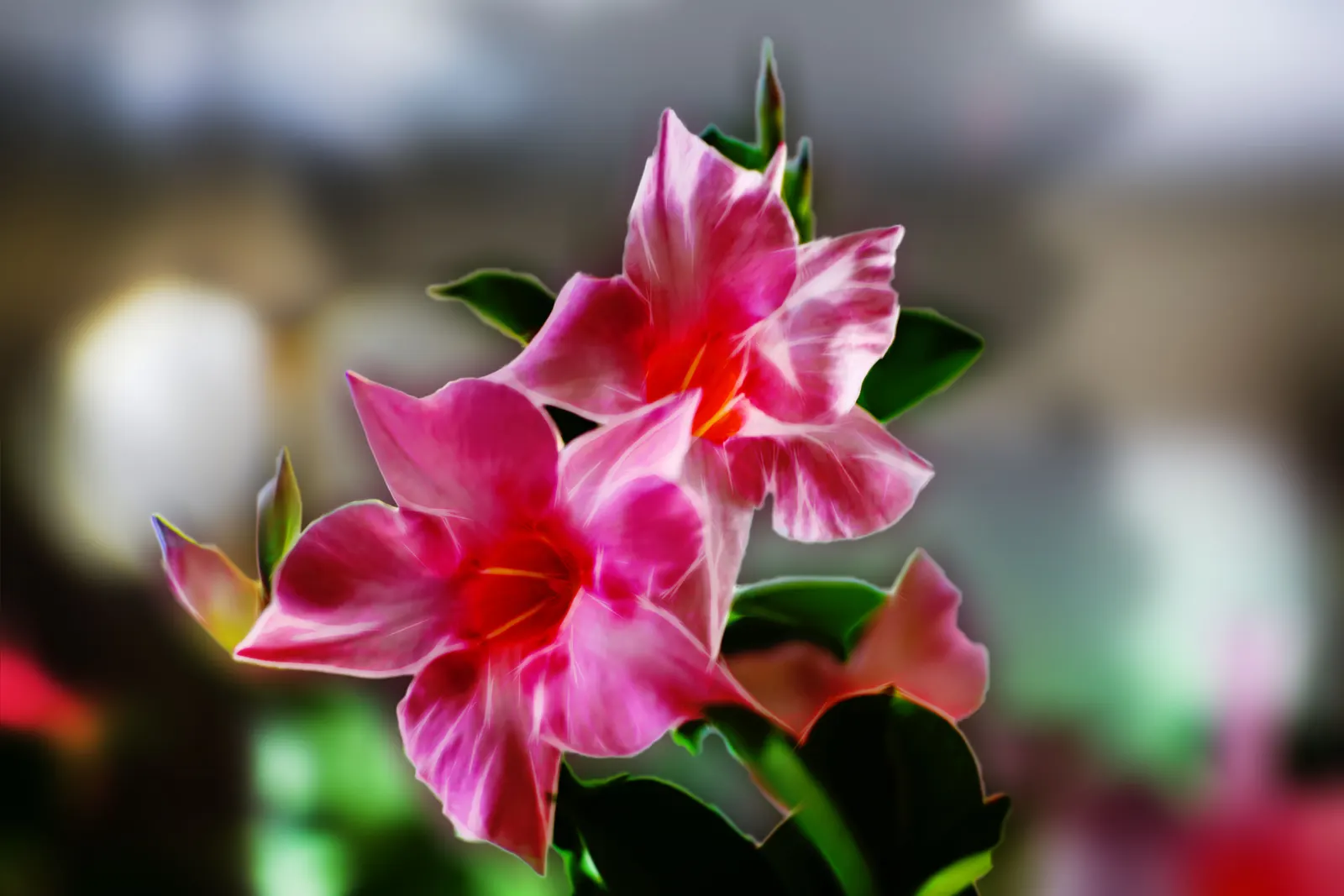 Mandevilla (Mandevilla Hybrids) — the Mandevilla requires well-draining soil and consistent moisture