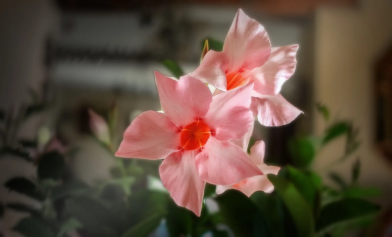 Mandevilla (Mandevilla Hybrids) — widely appreciated for their trumpet-shaped blooms; they thrive in full to partial sun, requiring well-drained, image 79