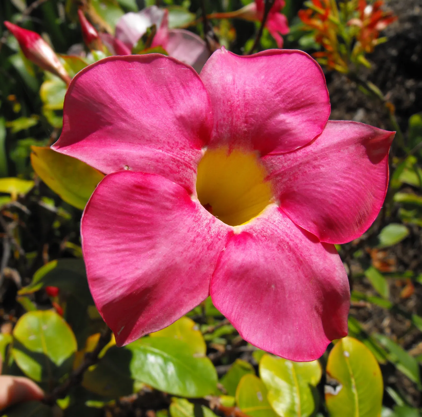 Mandevilla (Mandevilla Hybrids) — the Mandevilla garners admiration for its glossy; its versatility and show-stopping blooms make it a splendid, image 63