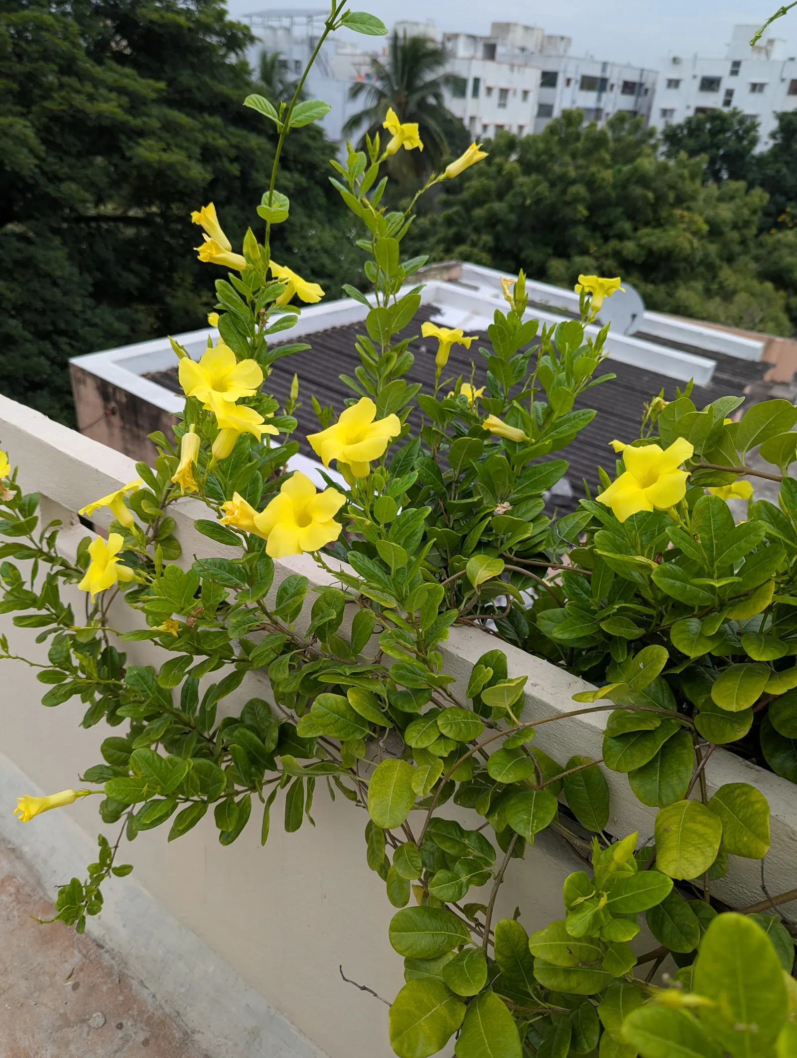 Mandevilla (Mandevilla Hybrids) — Department of Agriculture plant hardiness zones 9 through 11