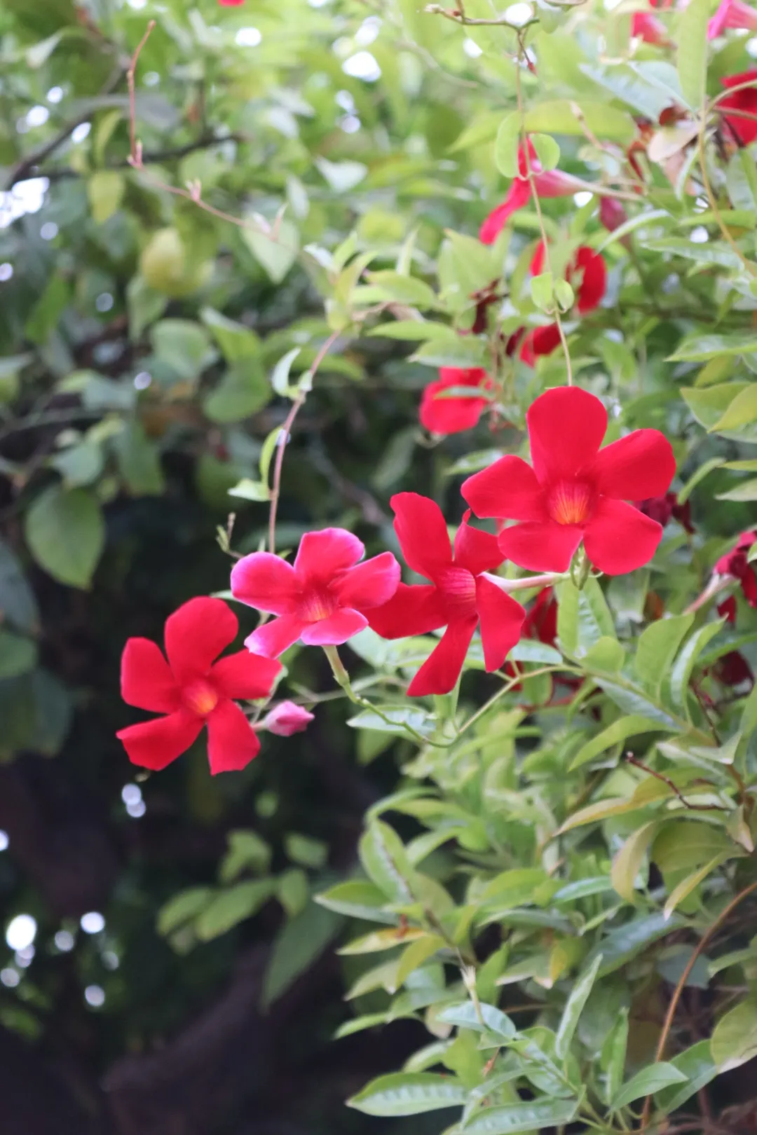 Mandevilla (Mandevilla Hybrids) — adding lush greenery to any garden space.<br><br>When integrating Mandevilla into a landscape design; though, image 91